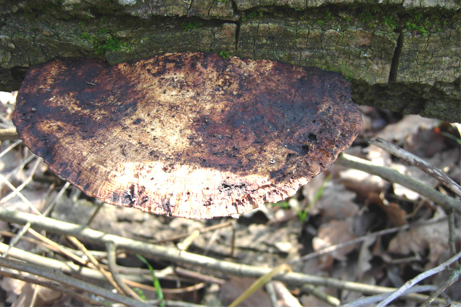 tanti funghi